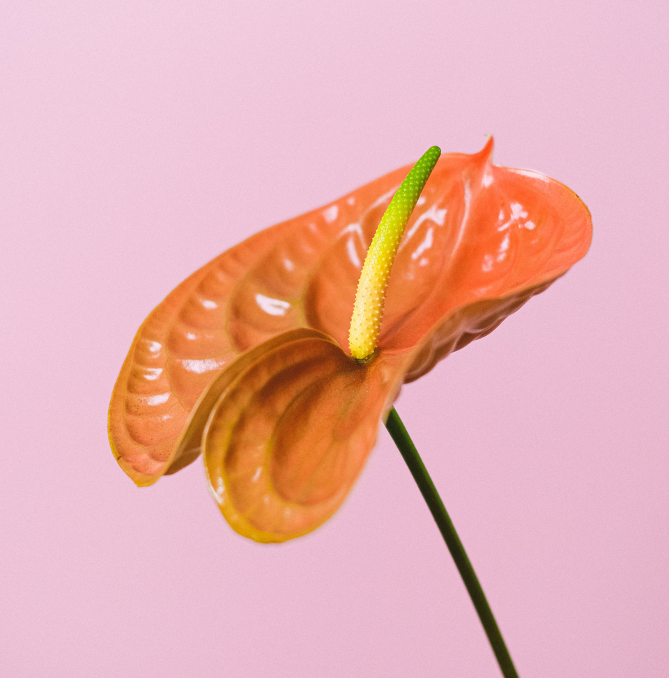 Floristeria Mundo Floral
